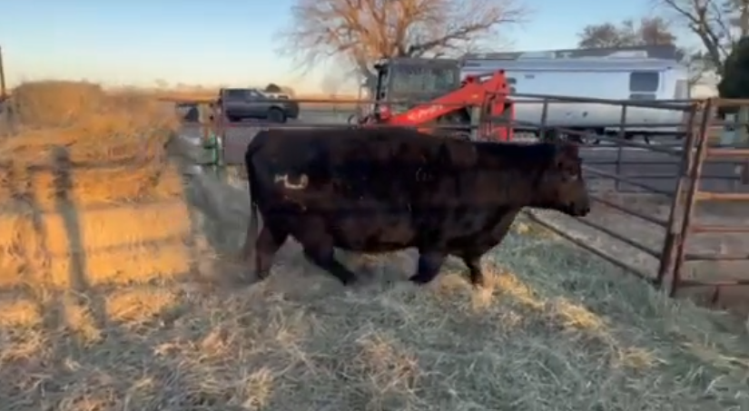 BIG 4 and 5 yr old’s, March & April calvers, Full Vaccination program!-BC114D6